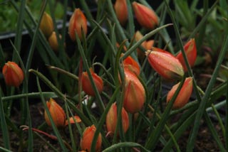 Tulipa hageri bestellen